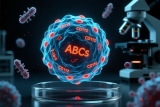 年龄相关B细胞（ABCs）：免疫衰老中潜藏的自身免疫推手