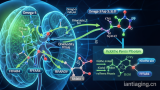 Omega-3脂肪酸如何缓解肾病：最新《自然·通讯》揭示一条关键信号通路