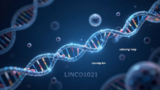 灵长类专属”衰老加速键”被发现：LINC01021如何让人类细胞提前老化