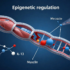 HIF-1α过度表达才是骨关节炎的真正推手？衰老研究颠覆传统认知