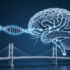 间歇性低氧加速老年小鼠表观遗传年龄？Nature Aging新研究揭示氧气与衰老的复杂关系