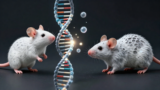 间歇性低氧加速老年小鼠表观遗传年龄？Nature Aging新研究揭示氧气与衰老的复杂关系