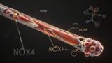 NOX4酶水平下降是老年肌肉流失的关键推手：激活NFE2L2或可逆转