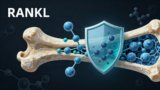 抑制RANKL：一个骨质疏松老药，为什么能延长早衰小鼠的寿命？