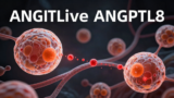 衰老脂肪细胞在“下毒”：ANGPTL8——被忽视的衰老炎症信号