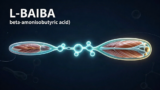 运动成效的隐藏变量：L-BAIBA——连接PGC-1α与PPARδ的代谢信使