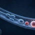 皮肤光老化的祸根可能不在表面：《Aging Cell》把矛头指向被关掉的线粒体自噬