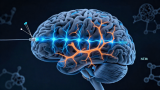 科学家“伪造”了睡眠？慢波活动本身可能就是认知修复的关键