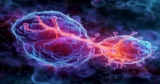 Nature Aging：衰老细胞在细胞核里”偷建了一条生产线”——CTCF蛋白在核斑点上的聚集如何驱动衰老